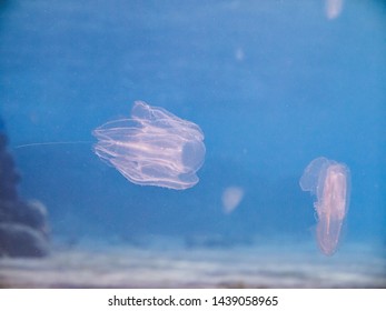 Warty Comb Jelly In Red Sea, Aqaba, Jordan