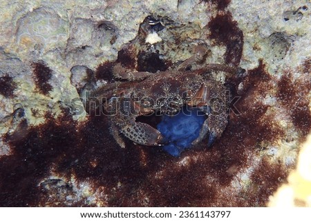 Warty Crab, Eriphia verrucosa. Taken Xlendi Bay, Malta.