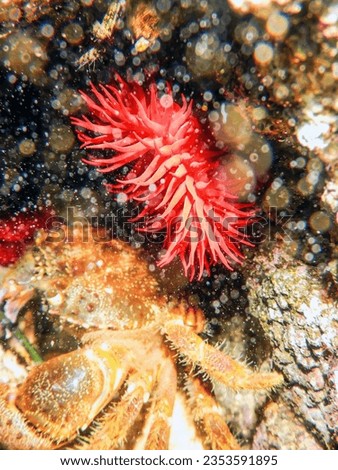 Warty Crab,  Red Anemone, Underwater Eriphia verrucosa