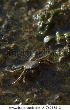 Warty crab in a rock