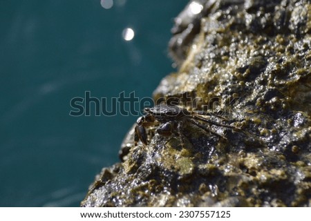 Warty crab in a rock beach - Eriphia Verrucosa