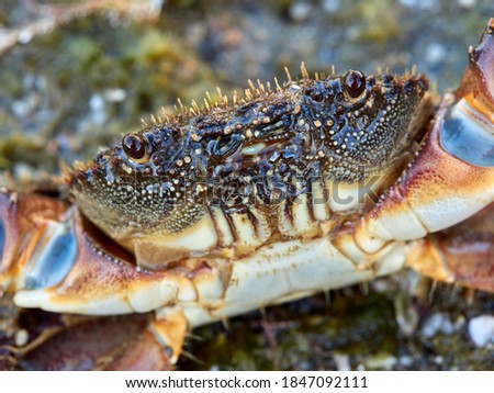 Warty crab or yellow crab in a natural enviroment. Eriphia verrucosa