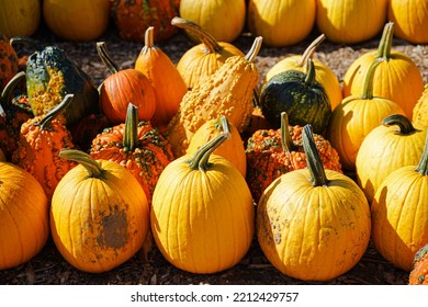 Warty Goblin F1 Hybrid Pumpkins