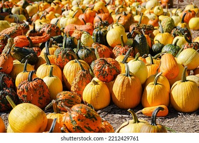 Warty Goblin F1 Hybrid Pumpkins