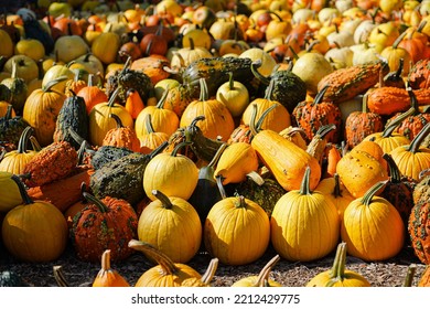 Warty Goblin F1 Hybrid Pumpkins