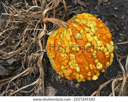 Warty pumpkin growing in a damp pumpkin patch in October, Oak Glen, California