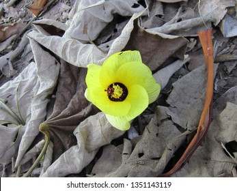 waru flower look so beautiful