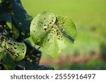 waru tree leaves are full of holes because they are eaten by caterpillars