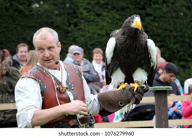 Warwick, UK - September 17 2017: A Falconer With His Stellers Sea Eagle (Haliaeetus Pelagicus) During A Falconry Display At Warwick Castle