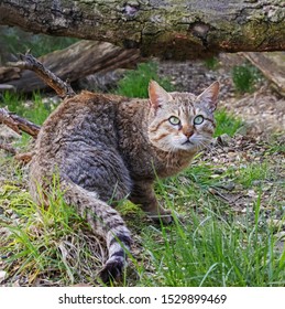 Wary Asian Wildcat. An Asian Wildcat Shows An Uncertain Look.