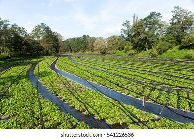 Wasabi Farm