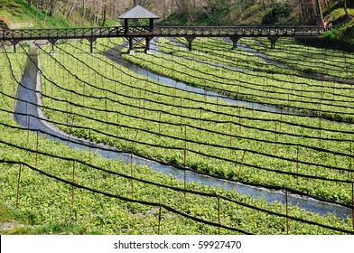 Wasabi Farm