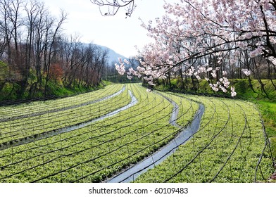 Wasabi Farm