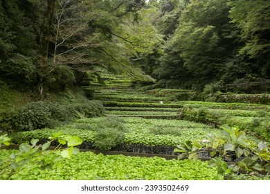 Wasabi farm. Fresh and organic Wasabi in fields and terraces in Idakaba, in the Izu Peninsula, Japan.