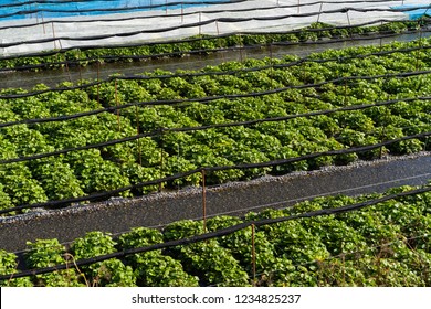 Wasabi Farm In Japan