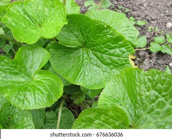 Wasabi Plant High Res Stock Images Shutterstock