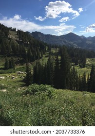 Wasatch Mountains And Green Meadows