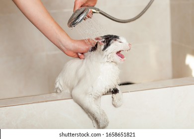 Cat Bathtub Images Stock Photos Vectors Shutterstock