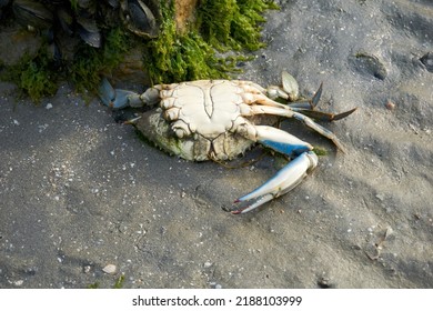 washed up dead crab on the beach        - Shutterstock ID 2188103999