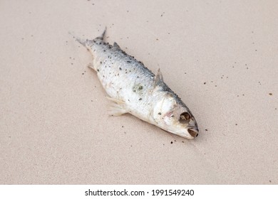 A washed up dead Flathead grey mullet laying on a white sand beach in Carlisle Bay, Barbados. Eyes removed, rotting, infested with flies and bugs. Ecology, ocean conservation, fish die off, marine.