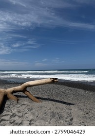 Washed Up Dead Tree Trunk on the Seashore