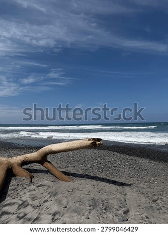 Washed Up Dead Tree Trunk on the Seashore
