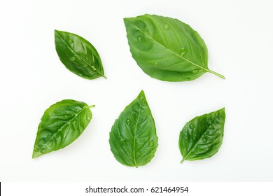 Washed Fresh Basil Leafs with Water Drops Isolated on White. - Powered by Shutterstock