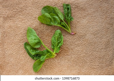 Washed fresh spinach greens on the kitchen towel, healthy lifestyle, eco friendly, raw, vegan background, vegetables diet, copy space, flat lay. - Shutterstock ID 1398716873