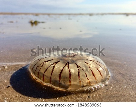 A washed up giant jelly fish aquatic sea creature, stranded and beached on a sunny beach setting. Transparent sea creatures ecology and translucent jellies. Dead animals                      