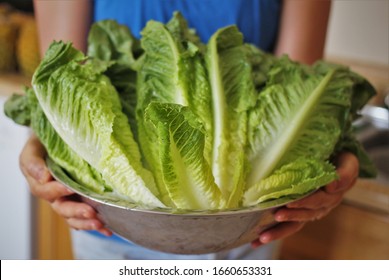 Washed Romaine Lettuce Being Held In Bowl.