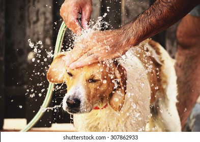 Washing The Dog Of The Family.