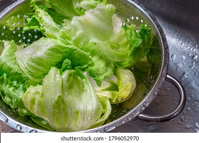 Washing Fresh Lettuce In A Colander, In The Kitchen Sink.