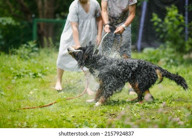 Washing A Great Bernese Mountain Dog With Hose In The Backyard Summer