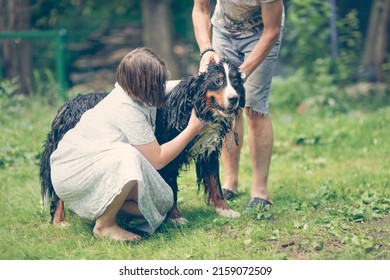 Washing A Great Bernese Mountain Dog With Hose In The Backyard Summer