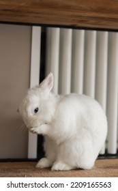 Washing Little White House Bunny