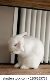 Washing Little White House Bunny