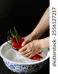 Washing Sichuan Erjingtiao red chili peppers placed in a blue and white porcelain basin in China