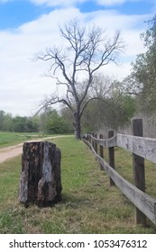  Washington County, TX / USA - March 23, 2018  This Pecan Tree Bore Witness To The Signing Of The Texas Declaration Of Independence In 1836.