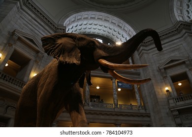 WASHINGTON, DC - 23 JUN: National Museum of Natural History in Washington, DC, the United States on 24 June 2017