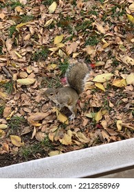 Washington DC Angry Squirrel View