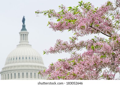 Washington DC - The Capitol Building Dome And Cherry Blossoms In Spring 