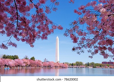 Washington DC Cherry Blossom With Lake And Washington Monument.