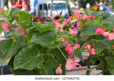 Washington, DC - July 16, 2017 - Capitol Hill Farmers Market