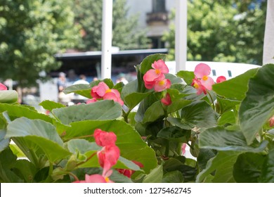 Washington, DC - July 16, 2017 - Capitol Hill Farmers Market