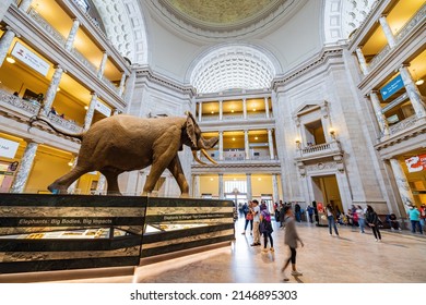 619 Smithsonian natural history museum Images, Stock Photos & Vectors ...