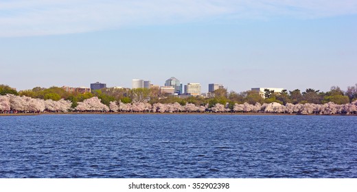 Washington DC Panorama During Cherry Blossom Festival, USA. US Capital Buildings Near Tidal Basin And Blossoming Cherry Trees.