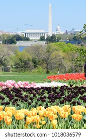 Washington DC skyline with monuments including Lincoln Memorial, Washington Monument and the Capitol in spring with tulips foreground 
