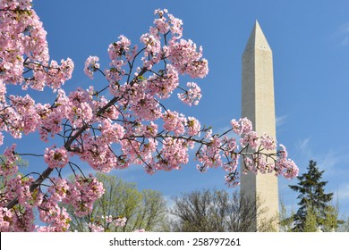 Washington DC In Spring - Cherry Blossoms An Washington Monument
