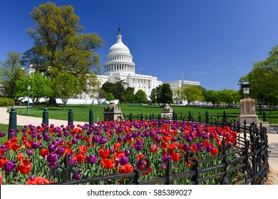Washington DC in springtime - The United States Capitol Building and tulips