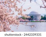 Washington, DC at the Tidal Basin and Thomas Jefferson Memorial during cherry blossom festival in spring season.